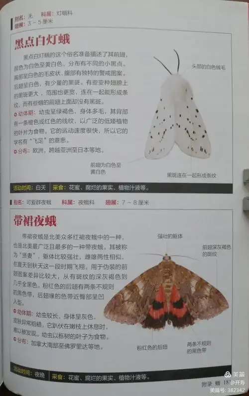 蝴蝶图鉴 第三章 灰蝶总科 附录 蛾 壹号图编辑部