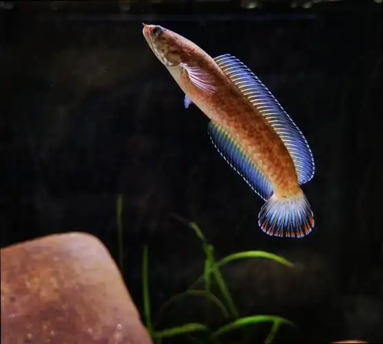 看看这是啥奶茶