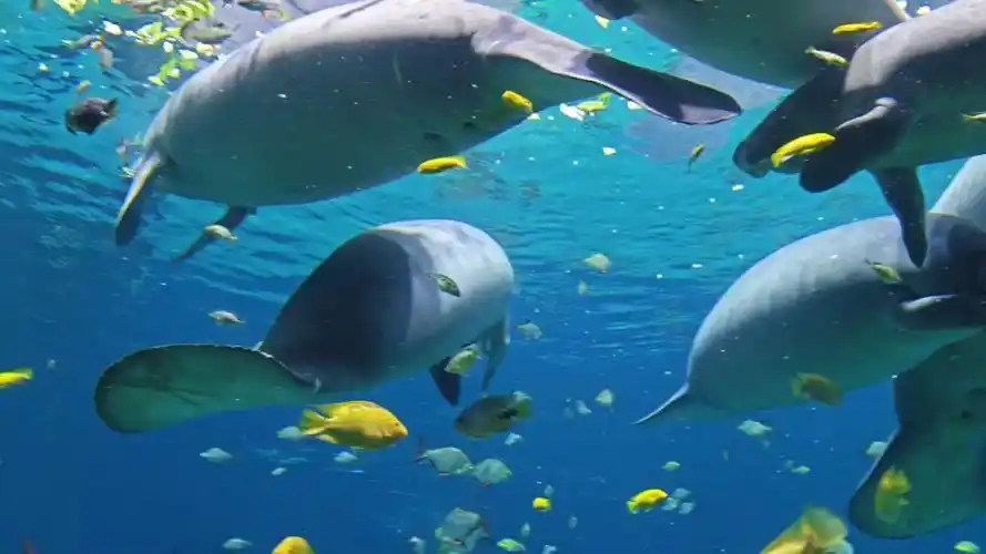 海洋世界,奇妙无比!