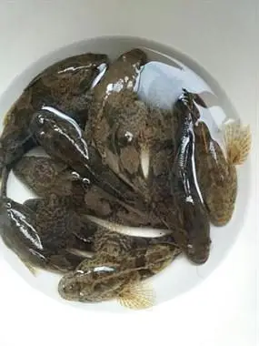 社友们知道这是什么鱼吗,是老虎鱼吗?