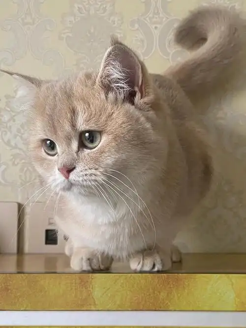 紫金渐层携长妹妹四五个多月了太可爱了