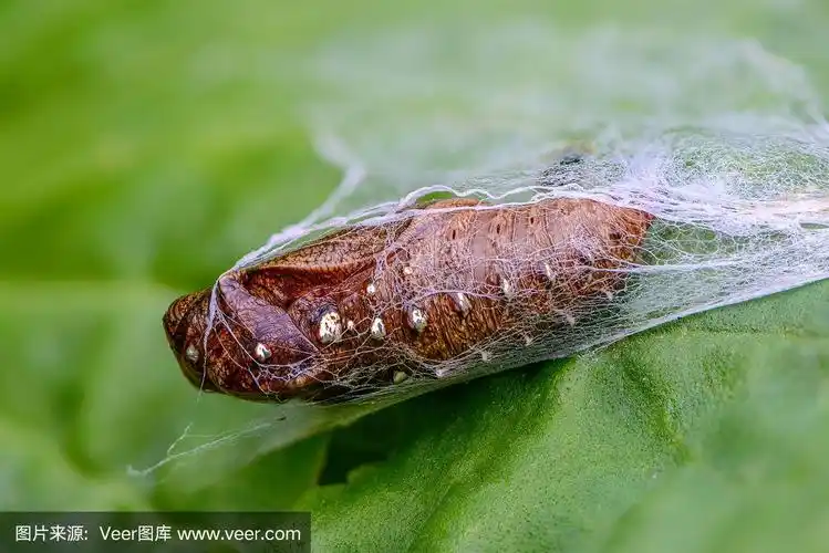 褐色蝴蝶茧,有金色的点
