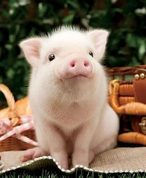 猪猪那么可爱,没有人喜欢猪猪吗!(真猪猪 卡.