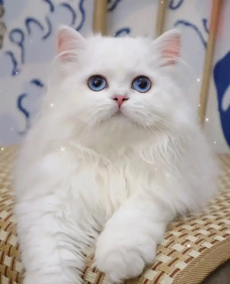 长毛银点妹妹找家长.长毛银点幼猫,三只妹妹,两个半月,已打一 - 抖音