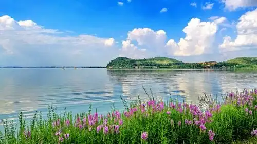 公园滇池岸边的粉红色假龙头花映衬在蓝天白云,青山绿水中.