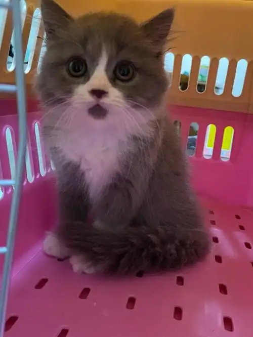 两个多月的蓝白猫主子