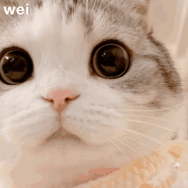 猫妹妹动态表情包特点1.表情包都非常可爱可爱.