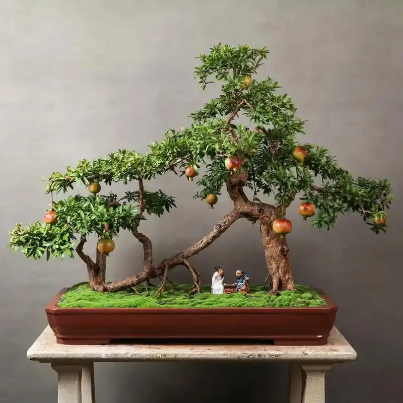 老桩小叶石榴盆景.大红袍石榴盆景,庭院阳台镇宅首选,俗话说东 - 抖音