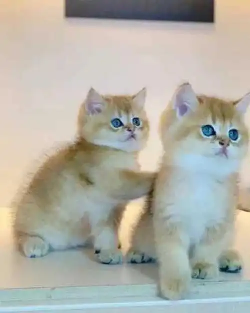 金渐层出金渐层弟弟妹妹,两个多月了,无癣无病,都