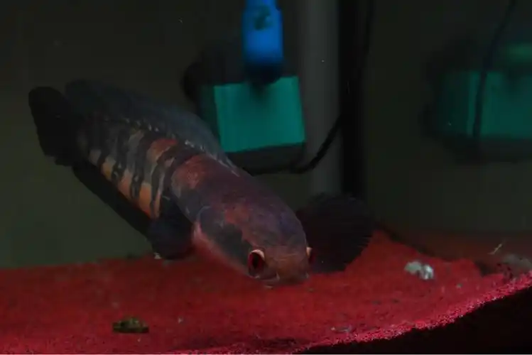 光头流氓之黑魔神雷龙鱼