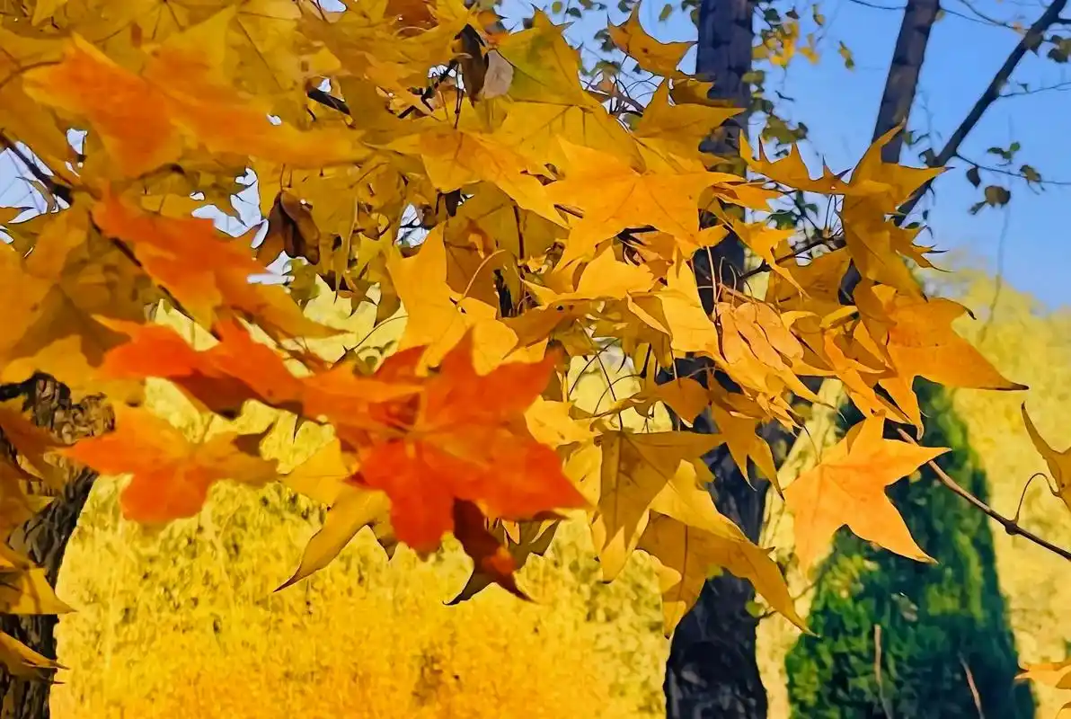 随风飘落的每一片落叶,都写满 - 抖音