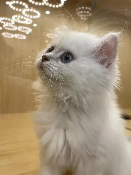 【交流】有懂行的姐妹可以帮看看我的长毛银点值不值7000吗(.