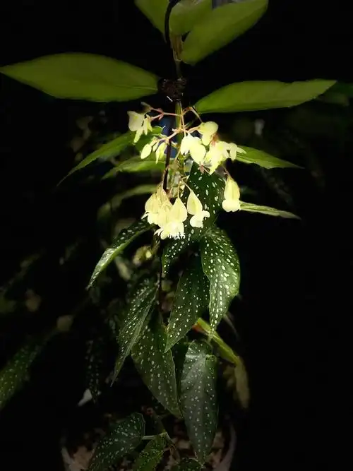 白花竹节秋海棠