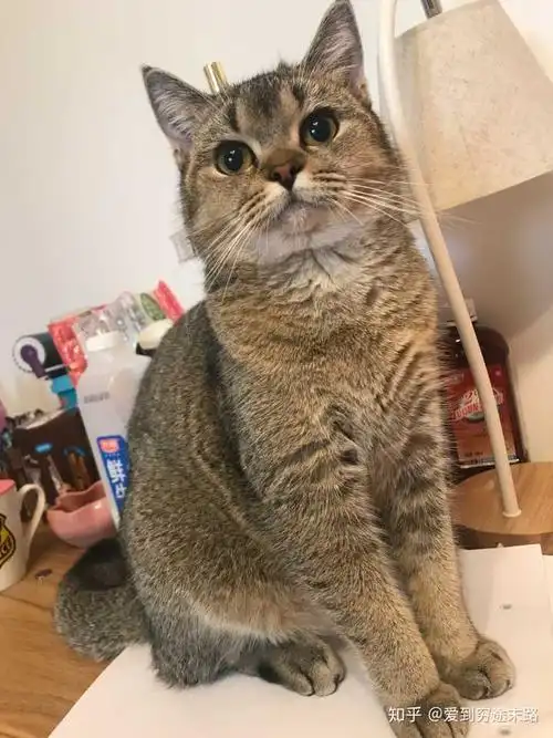 美短和英短杂交好看吗?养猫的来戳戳