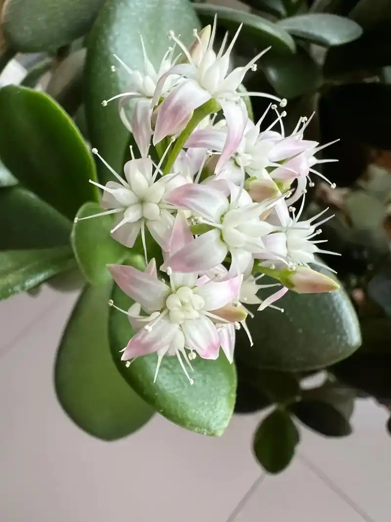 养了15年的玉树开花了,玉树属于观叶植物,民间有万年不开花之 - 抖音