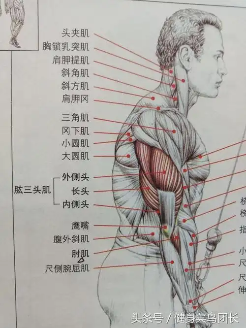 3个动作在家练出好看的肱三头肌!