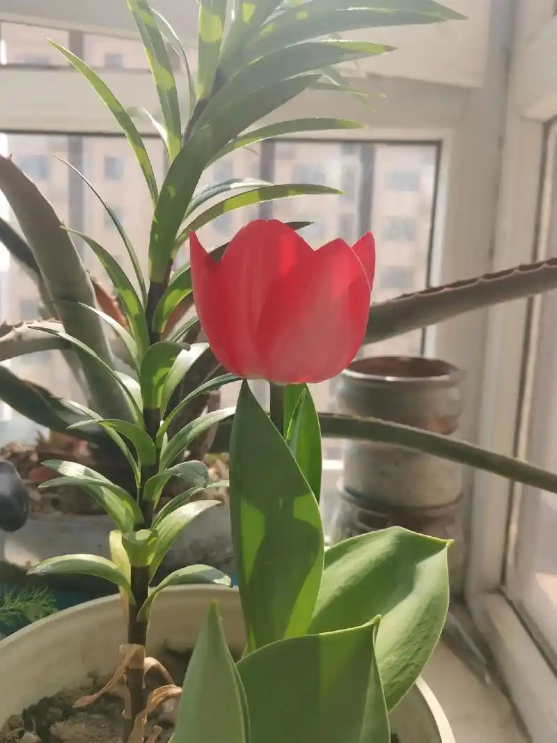 虽然只开了两朵,虽然都不对版.#郁金香 #万物生长 #我的花 - 抖音