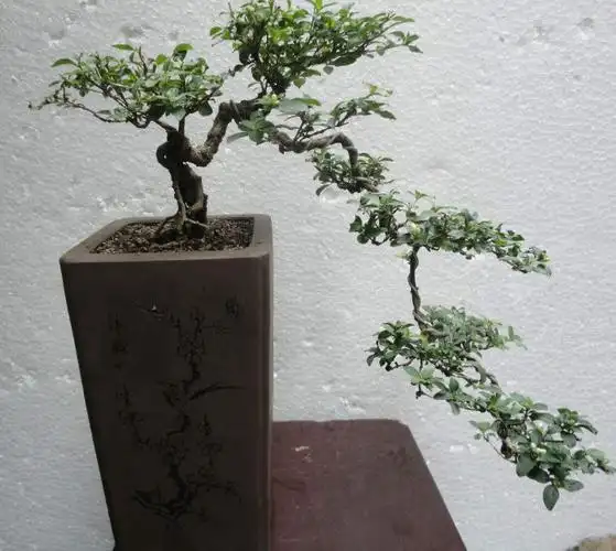 六月雪抱石盆景图片