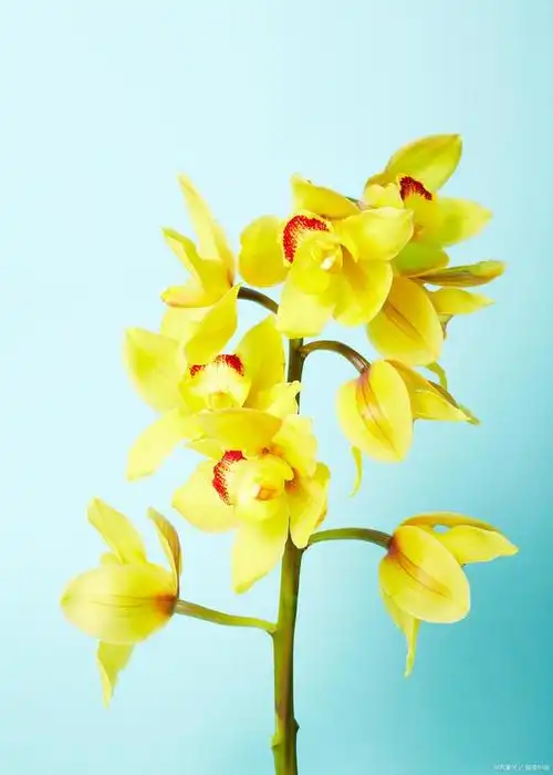 文心兰在哪个季节开花?文心兰的开花季节及栽培要点