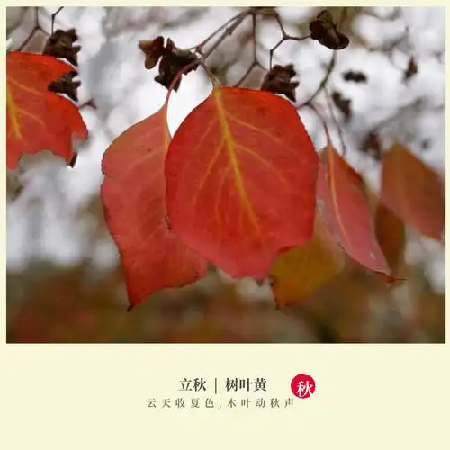 首发〗立秋见落叶