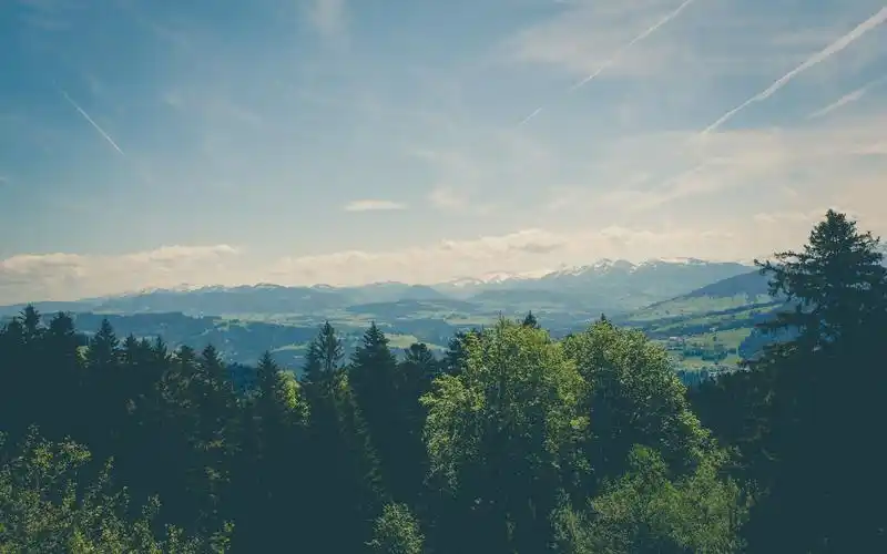 绿意盎然的森林高清桌面壁纸