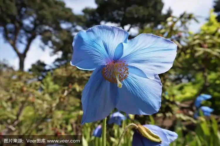 绿绒蒿-蓝色喜马拉雅罂粟