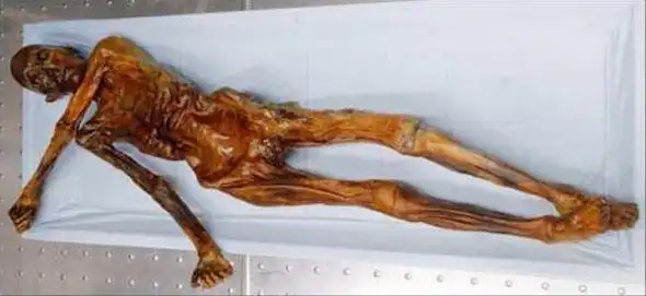 扫描发现木乃伊冰人奥茨死前曾吃大餐(图)