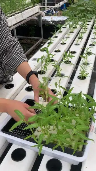 阳台无土栽培空心菜,多久可以采收呢?