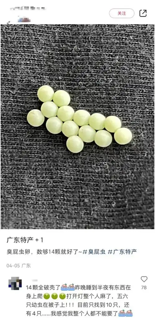 南方网友称晾晒衣物上现14粒"臭屁虫"卵,专家:荔枝蝽卵块,不建议用手