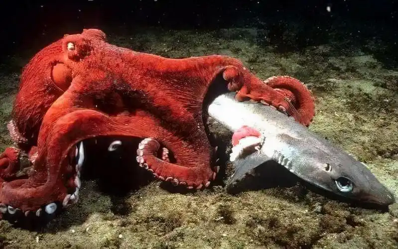 如何区分章鱼,墨鱼,鱿鱼,八爪鱼?它们有什么不同