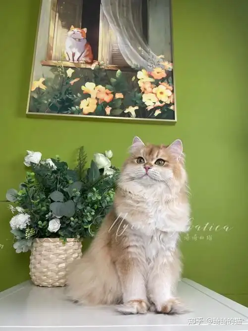 赛级长毛金渐层