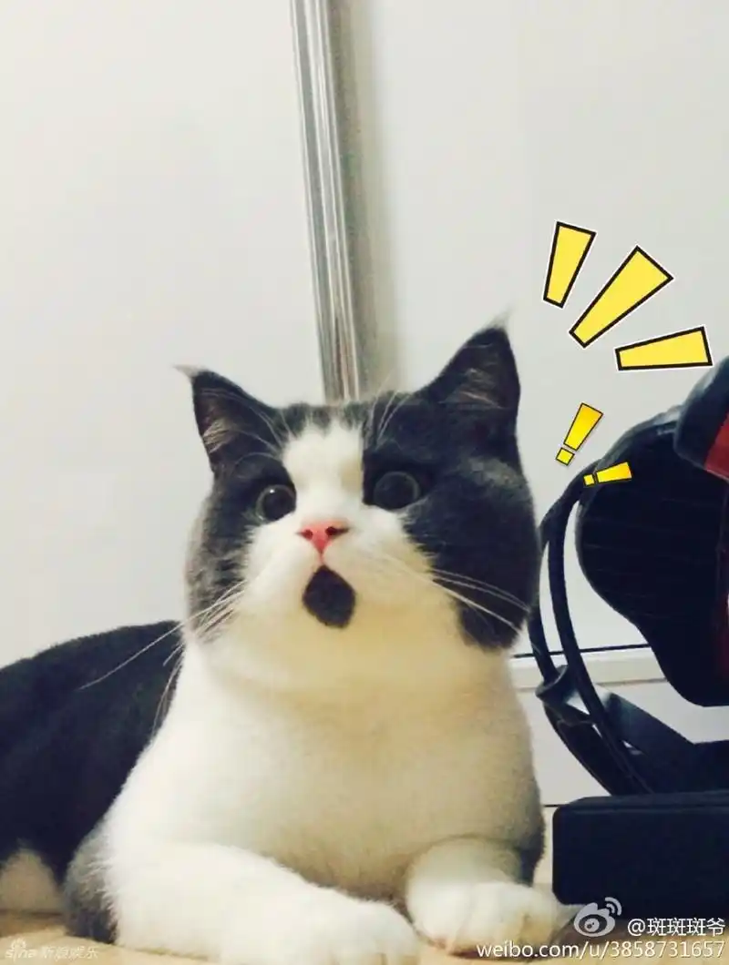 组图omg猫走红肉脸激萌惊呆状神似王诗龄