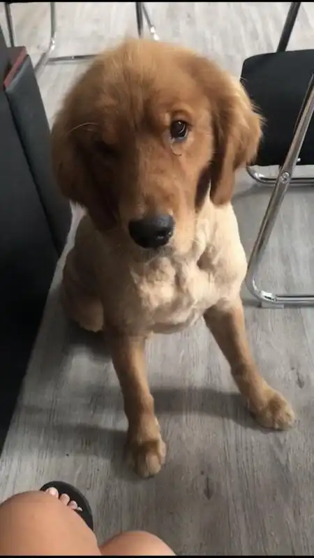 常熟东湖理工附近丢了一只剃过毛的深色金毛有重谢