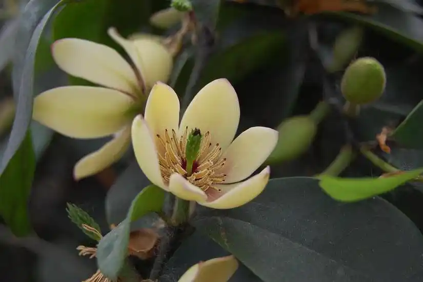 小编带大家去了解一下:含笑的作用:含笑的作用:1,室内观赏含笑花树枝