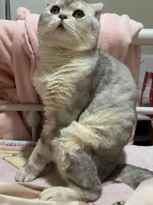 我的折耳猫好像发病了