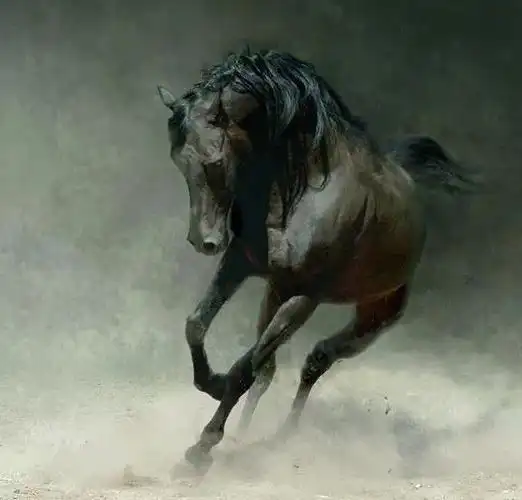 关于马的精彩摄影照片