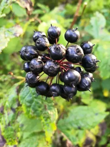 日月峡植物--刺五加3 - 阿酷e-file