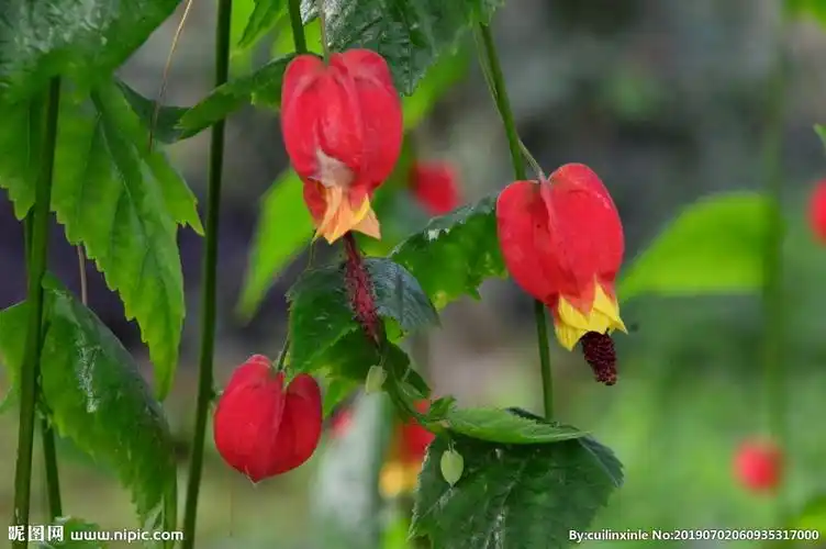 灯笼花摄影图__花草_生物世界_摄影图库_昵图网nipic.com