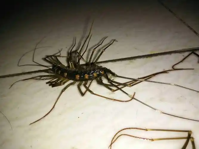 这是什么虫?好恐怖