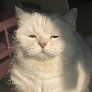 很耐看的微信头像最新版合集 好看不腻的微信头像合集 - 运河边百科网