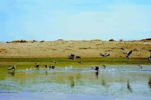 初夏时节,在酒泉瓜州县塘墩湖省级自然保护区东巴兔,老师兔两个水域