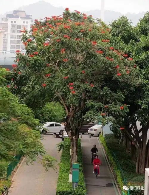 厦禾路久违了老朋友火焰木强势回归