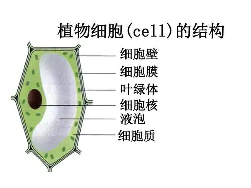 七年级生物细胞是生命活动的基本单位2
