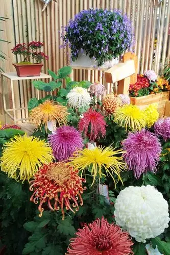 北京世界花卉大观园菊花展