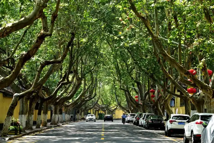 南京盛夏的行道树随拍