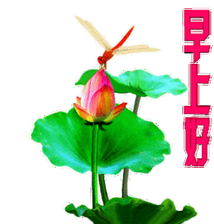 早上好图片带字和鲜花有闪动最新 早安我在乎的那些人_1