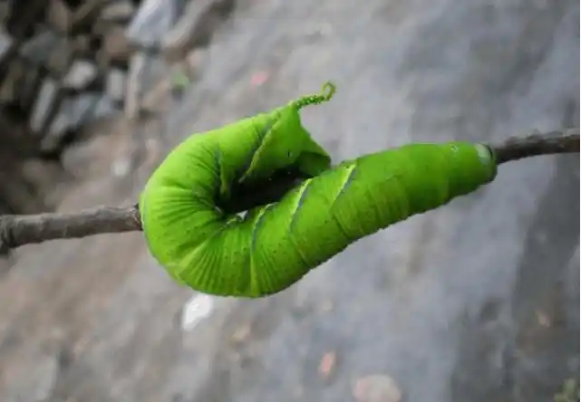 近几年也进入高档酒店,成为绿色养生高蛋白佳肴.