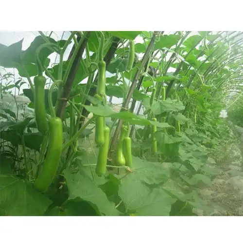 有机夜开花0.5kg