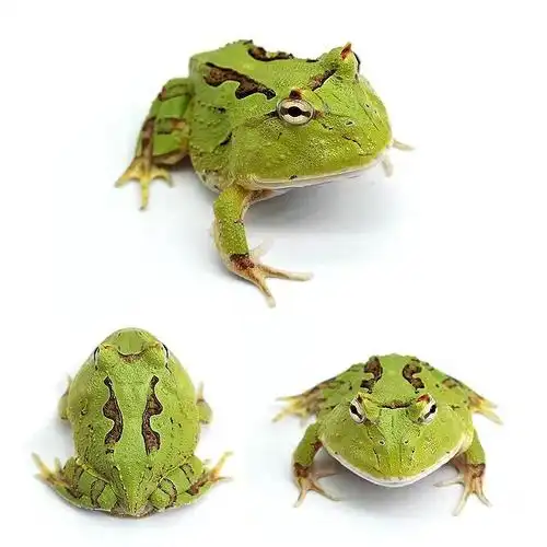 蝌蚪绿角蛙宠物青蛙黄金角蛙蝴蝶角蛙钟角蛙霸王角蛙小丑蛙 原色角蛙