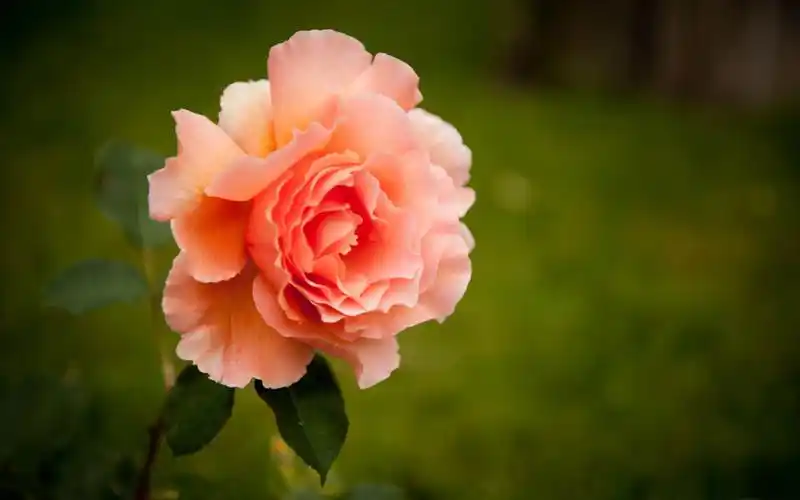 玫瑰园的乌得勒支-鲜花摄影高清壁纸